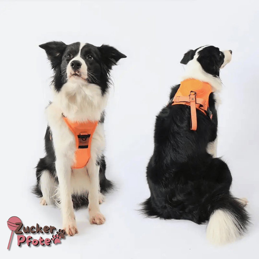 Click’n’Go Hundegeschirr – 2-in-1 Geschirr für kleine & große Hunde